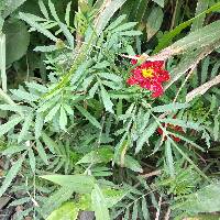 Tagetes erecta image