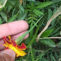 Tagetes erecta image