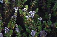 Valeriana microphylla image