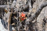 Jatropha macrantha image