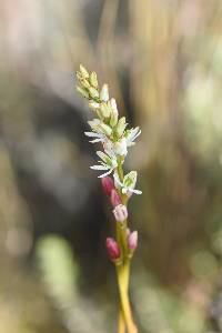 Harperocallis falcata image