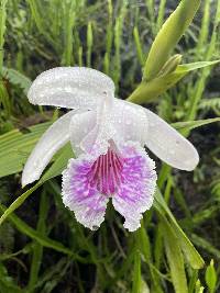 Sobralia rosea image