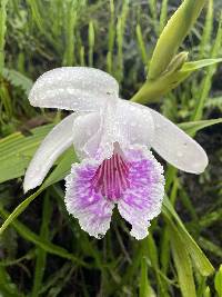 Sobralia rosea image