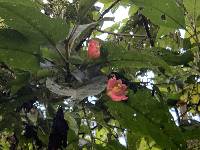 Passiflora mathewsii image