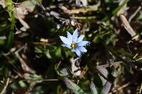 Gentiana sedifolia image