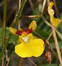 Oncidium cultratum image