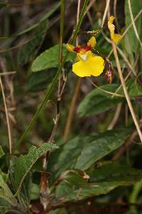 Oncidium cultratum image