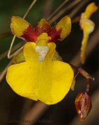 Image of Oncidium cultratum