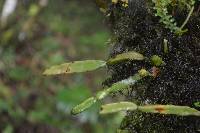 Rhipsalis micrantha image