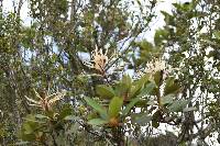 Oreocallis grandiflora image