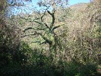 Ceiba trischistandra image