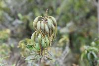 Oreocallis grandiflora image