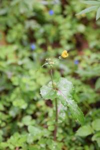 Sonchus oleraceus image