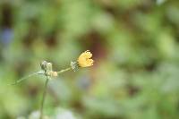 Sonchus oleraceus image