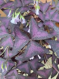 Oxalis triangularis image