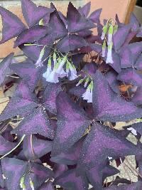 Oxalis triangularis image