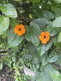 Thunbergia alata image