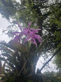 Cattleya maxima image