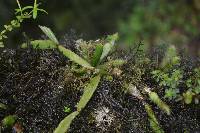 Rhipsalis micrantha image