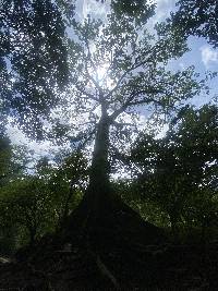 Ceiba trischistandra image