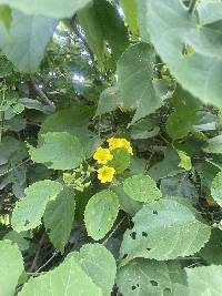 Cordia lutea image