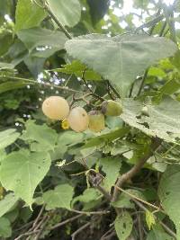 Cordia lutea image