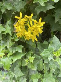 Senecio tamoides image