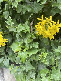 Senecio tamoides image