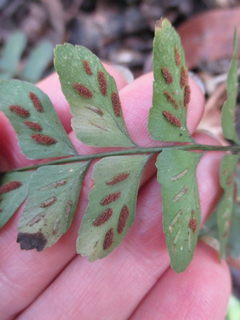 Asplenium ruizianum image