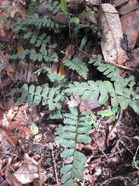 Image of Asplenium ruizianum