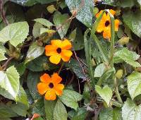 Thunbergia alata image