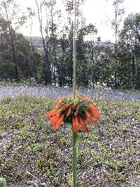 Leonotis nepetifolia image