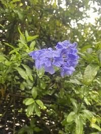 Plumbago auriculata image