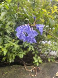 Plumbago auriculata image