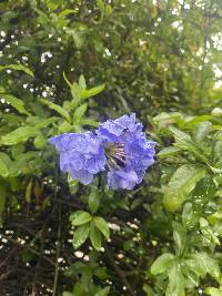 Plumbago auriculata image