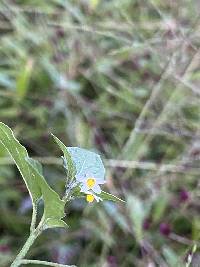 Solanum americanum image