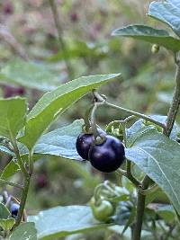 Solanum americanum image