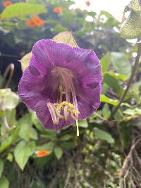 Cobaea scandens image