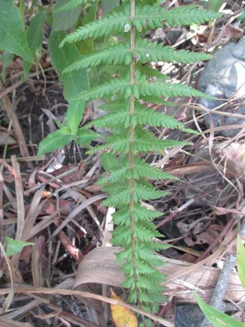 Amauropelta opposita image