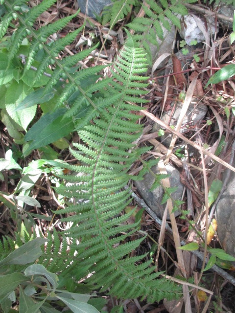 Amauropelta opposita image