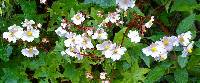 Begonia acerifolia image