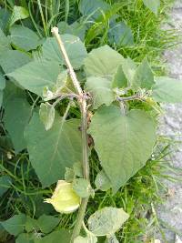 Physalis peruviana image