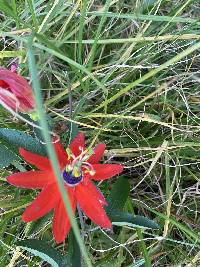 Passiflora manicata image