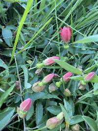 Passiflora manicata image