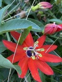 Passiflora manicata image