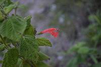 Salvia squalens image