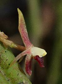 Pleurothallis portillae image