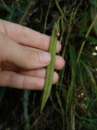 Pleurothallis portillae image