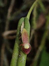 Pleurothallis portillae image