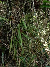 Pleurothallis portillae image